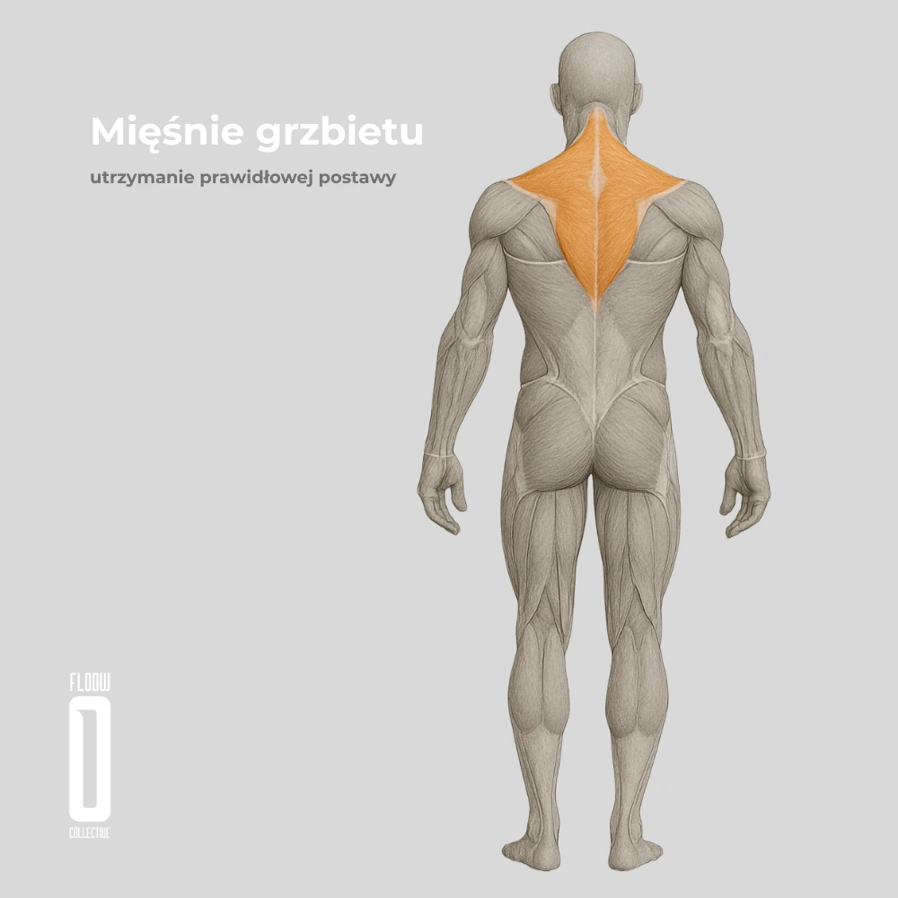 miesnie grzbietu jazda na rolakch